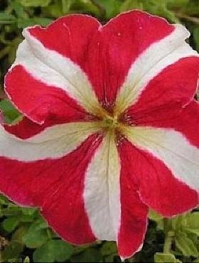 Petunia ogrodowa biało-czerwona 0,05g