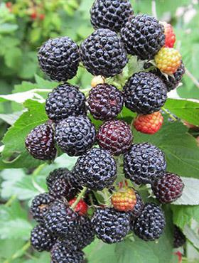 Malina czarna w pojemniku Najzdrowsza z malin naturalna aspiryna!!!