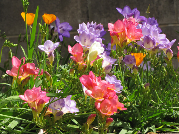 Uprawiajmy maki w swoich ogrodach! Mak jest przepięknym kwiatem, który w większej skupinie idealnie ozdobi naszą rabatę! Poznaj naszą ofertę! Gwarantujemy szybką dostawę.