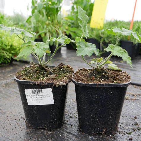 Zawilec japoński Wirbelwind (C2)