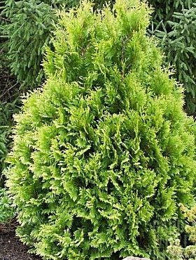 Thuja Tuja Żywotnik zachodni Europe Gold