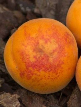 Morela Aramis Shamade Plant Pack