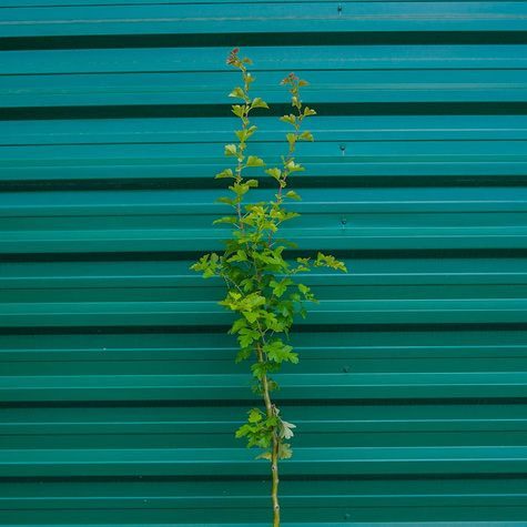 Głóg dwuszyjkowy Paul's Scarlet drzewiasty