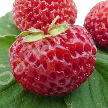 Truskawka Malinowa wczesna doniczka