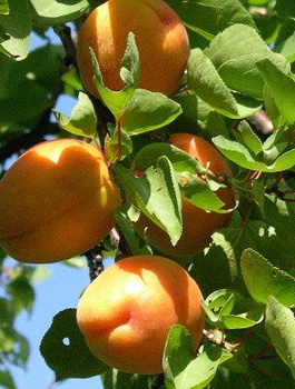 Morela Goldrich Plant Pack