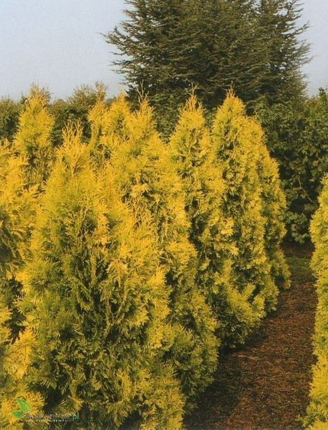 Thuja Tuja Żywotnik zachodni Europe Gold