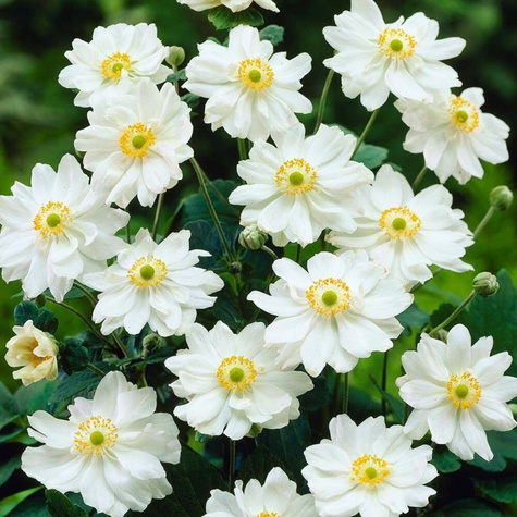 Zawilec japoński Wirbelwind (C2)