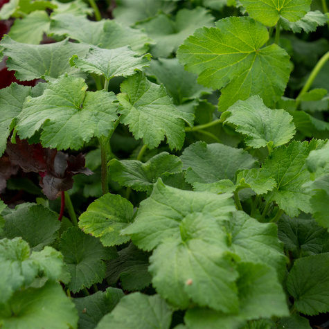 Zawilec japoński Wirbelwind (C2)