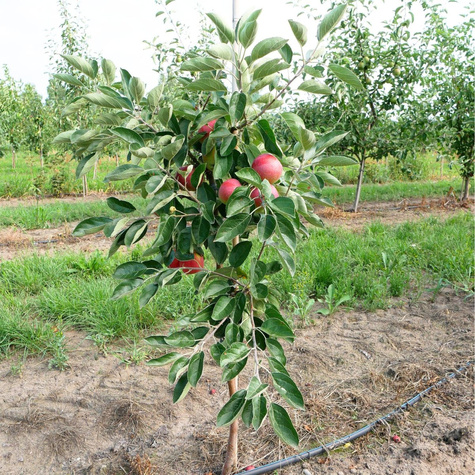 Jabłoń Julka Parchoodporna Plant Pack