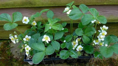 Truskawka Malinowa wczesna doniczka