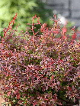 Berberys thunberga Orange Dream (C2)