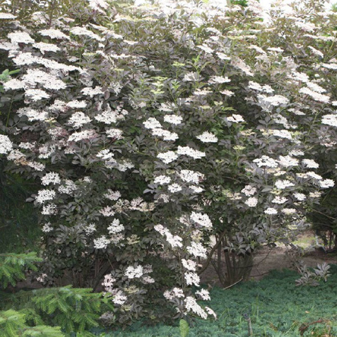 Bez czarny Guincho Purple