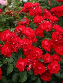 Róża rabatowa Black Forest Rose czerwona