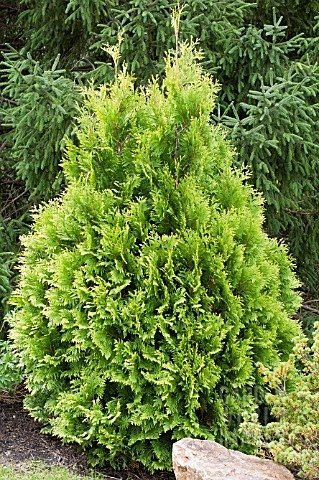 Thuja Tuja Żywotnik zachodni Europe Gold