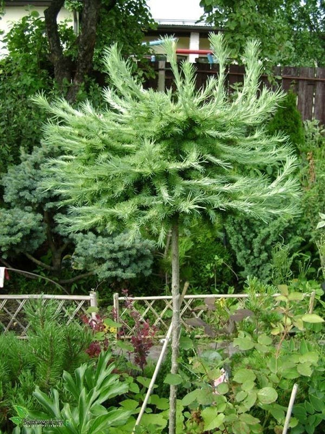 Modrzew japoński Blue Dwarf