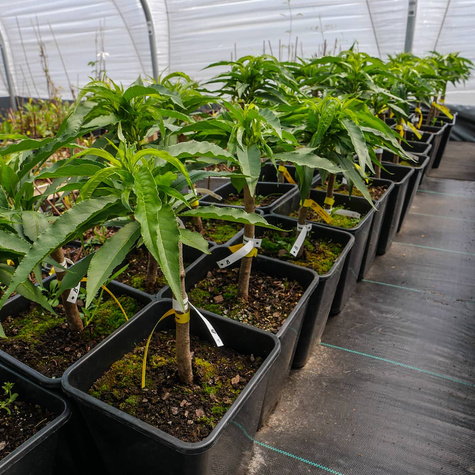 Mini brzoskwinia karłowa karłowe Honey Gold w doniczce