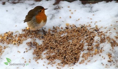POKARM dla ptaków PTAKI ZIMUJĄCE Ptaki domowe 1L