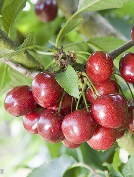 Czereśnia kolumnowa Celesta Plant Pack