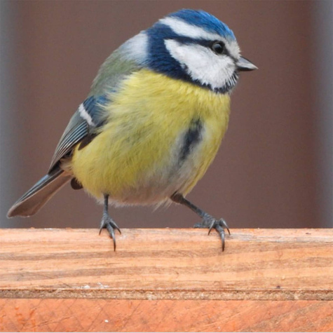POKARM dla ptaków PTAKI ZIMUJĄCE Ptaki domowe 1L