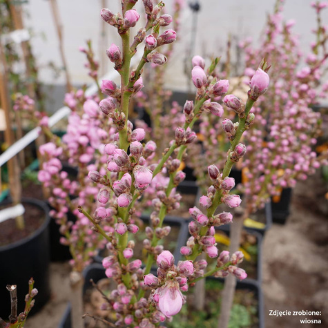 Mini Nektaryna karłowa Rubis w doniczce