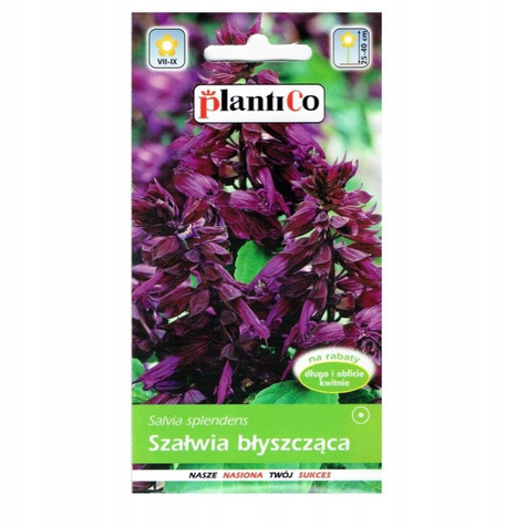 Szałwia błyszcząca fioletowa 0,5g Plantico