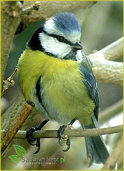 POKARM DZWONEK DLA DZIKICH PTAKÓW 400g (ME117)