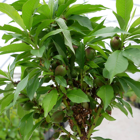 Mini Nektaryna karłowa Rubis w doniczce