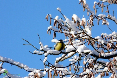 POKARM DZWONEK DLA DZIKICH PTAKÓW 400g (ME117)