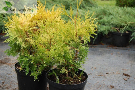 Thuja Tuja Żywotnik zachodni Europe Gold
