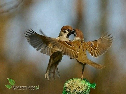 POKARM DLA PTAKÓW KULE 220G 1szt (ME27)