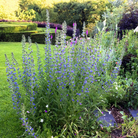 Żmijowiec zwyczajny Miododajny (C2)