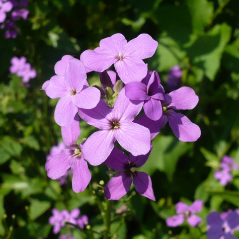 Wieczornik damski mix (C2)