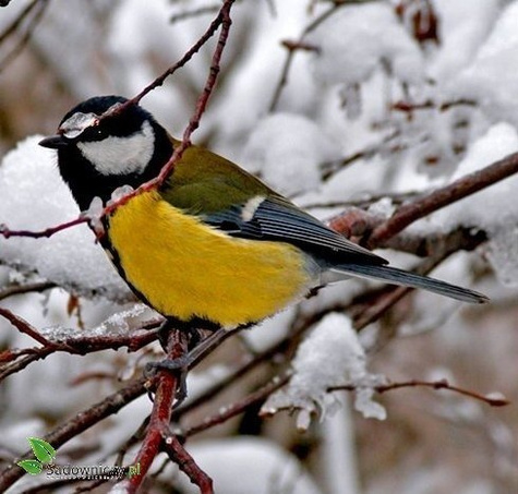 POKARM dla ptaków PTAKI ZIMUJĄCE Ptaki domowe 1L