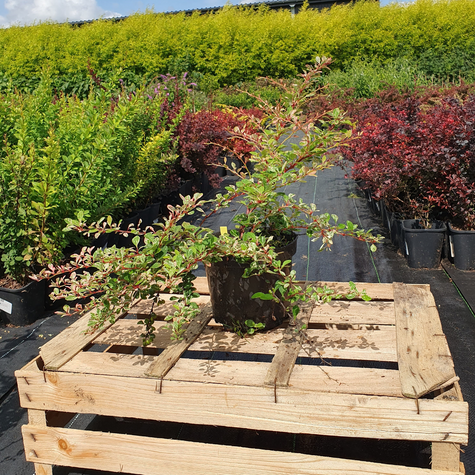 Berberys thunberga Green Carpet (C2)