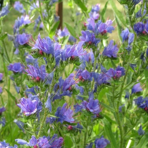 Żmijowiec zwyczajny Miododajny (C2)