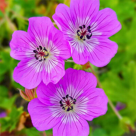 Bodziszek czerwony Geranium (C2)