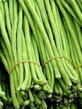 Fasolnik chiński Sperling's Liane 20g