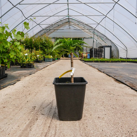 Mini brzoskwinia karłowa karłowe Honey Gold w doniczce