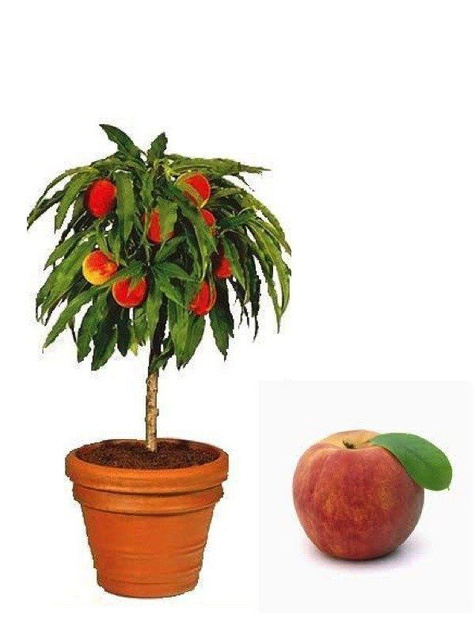 Mini brzoskwinia karłowa karłowe Honey Gold w doniczce