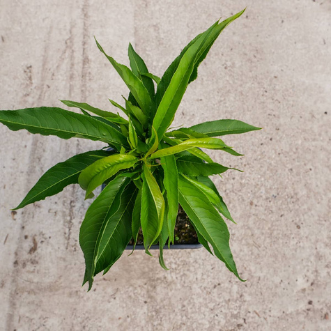 Mini Nektaryna karłowa Rubis w doniczce