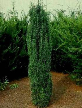 Cis pospolity Robusta (C2)