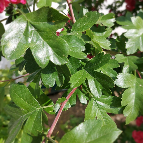 Głóg dwuszyjkowy Paul's Scarlet drzewiasty