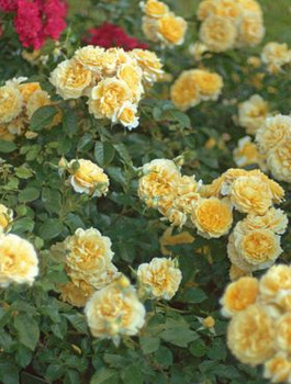 Róża rabatowa Inka żółta