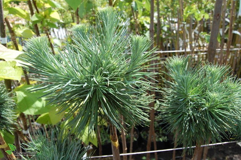 Modrzew japoński Blue Dwarf