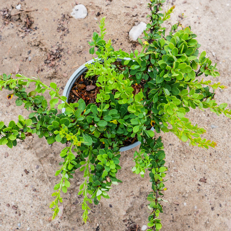 Berberys thunberga Green Carpet (C2)