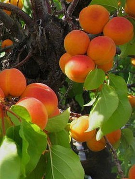 Morela Karola Plant Pack