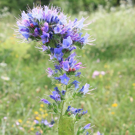Żmijowiec zwyczajny Miododajny (C2)