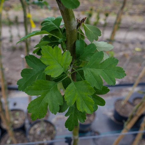 Głóg dwuszyjkowy Paul's Scarlet drzewiasty