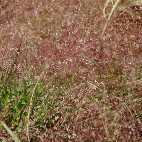 Miłka Okazała (C2)