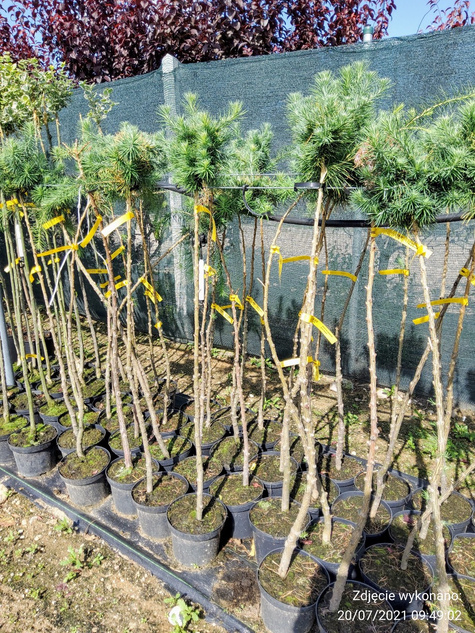 Modrzew japoński Blue Dwarf